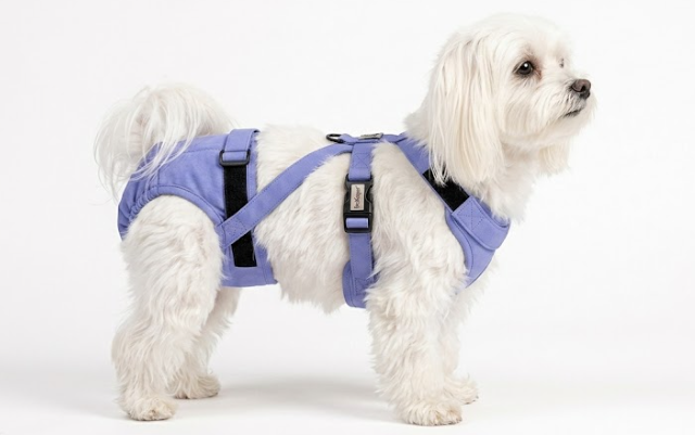 Maltese (Teeny)