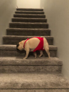 Pug